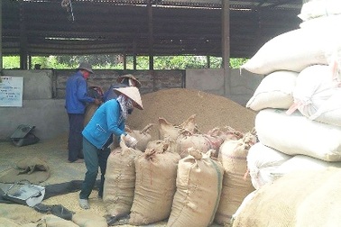 Doanh nghiệp nhỏ khó tiếp cận với nguồn tín dụng để mua tạm trữ lúa gạo