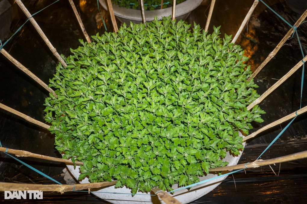 Nông dân bắt hoa thức chờ Tết - 3