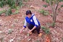 Bị khởi tố vì trộm... 1,5kg hạt điều