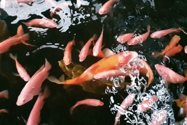 Ông bố chăm cá, làm "vườn treo" tại gia, cả nhà không phải đi chợ mùa dịch