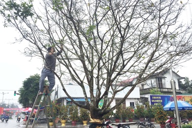 Ngắm “lão mai” có tuổi gần bằng cả đời người