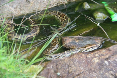 Thả 2 cá thể trăn gấm về rừng tự nhiên