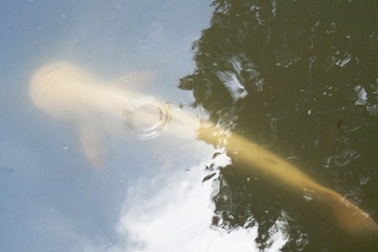 Lạ mắt với hai “cụ” cá tra bạch tạng sống ở chùa