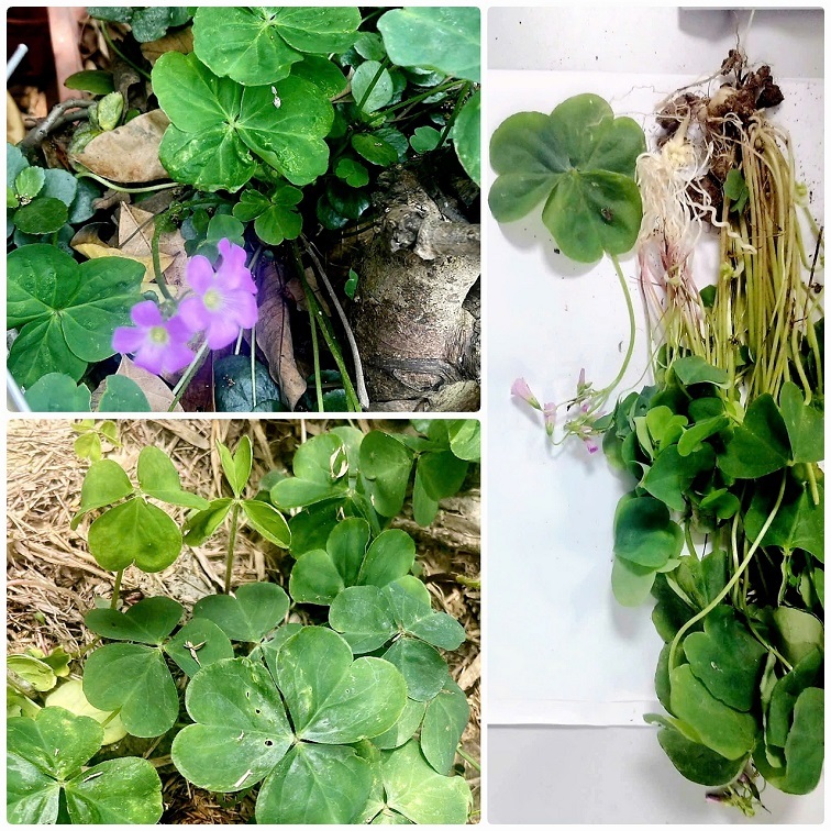 Uống nước sắc me đất ở vườn nhà, người phụ nữ Hà Nội nhập viện vì suy thận - 1