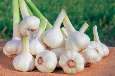 Trẻ nhỏ dùng tỏi có tốt không?