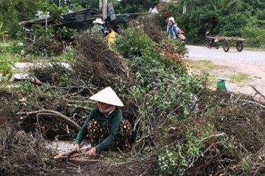 Cây dại làm củi bỗng được săn lùng, đào cả gốc bán sang Trung Quốc