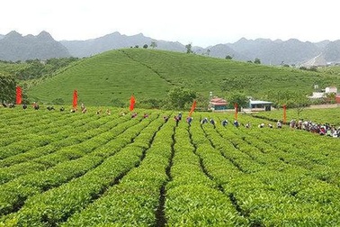 Nhiều đơn vị thuộc Tổng công ty Chè "quên" nộp tiền thuế và thuê đất từ năm 2005-2017