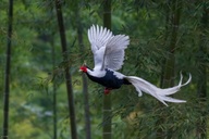 Vì sao không thể tùy tiện nuôi và nhân giống động vật quý, hiếm?