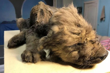 Sự thật về xác ướp chú chó bí ẩn chết cách đây 18.000 năm trước