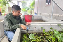 Nuôi con "bơi như cá, bay như bướm, thơm như quế" thu chục triệu đồng/tháng