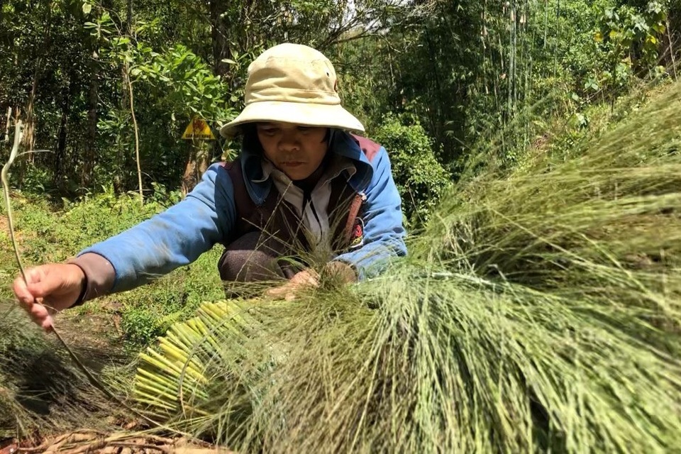 Quảng Ngãi: Lên non hái lộc của rừng - 5 Quảng Ngãi: Lên non hái lộc của rừng - 5