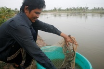 Giá tôm tăng cao, dân vẫn không dám thả giống vì hạn mặn
