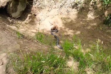 Cầy mangut đụng độ hổ mang chúa và cái kết kịch tính