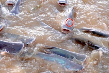 Đàn cá trời ban và "ký hiệu" đặc biệt trên đầu được cưng như con ở miền Tây