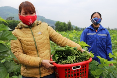 Đã mắt với mô hình trồng dâu nuôi tằm xanh ngút ngàn trên mảnh đất cằn