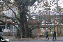 Cây bàng cổ thụ, hàng trăm năm tuổi có đường kính 4 người ôm không xuể