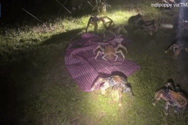 Đàn cua khổng lồ ồ ạt kéo tới phá hỏng bữa tiệc nướng ngoài trời