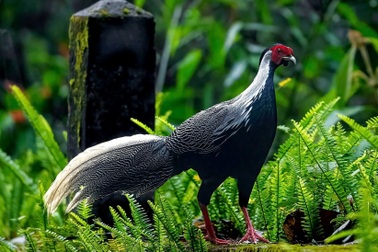 Nhân giống thành công nhiều cá thể gà lôi trắng