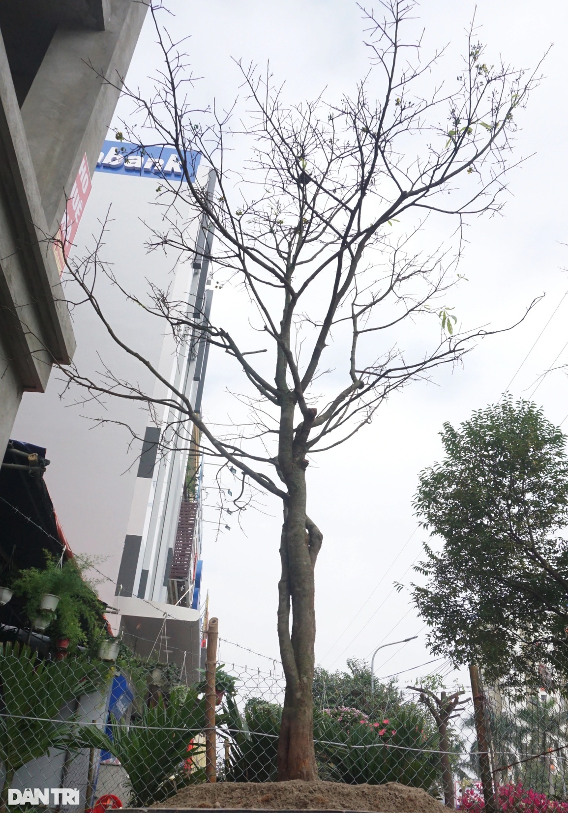 Bỏ công săn cây mai hàng trăm triệu nhưng mong... đừng bán được - 6 Bỏ công săn cây mai hàng trăm triệu nhưng mong... đừng bán được - 6