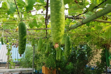 Vườn rau xanh,  bầu, bí trĩu cành của ông bố Việt giữa thủ đô Seoul