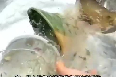 Phụ nữ nông thôn Trung Quốc rửa bát bằng cám lợn, dư luận bùng tranh cãi