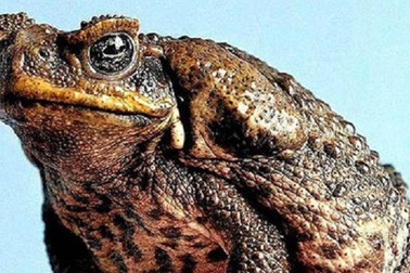 Rùng mình trước hình dáng loài cóc lớn nhất thế giới