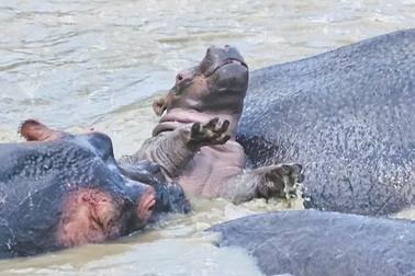 Khoảnh khắc hà mã đực hành hạ và tìm cách giết chết con non