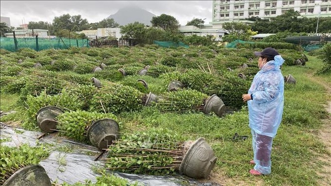 Hoa cúc chuẩn bị bán vụ Tết của một nhà vườn tại Phường 9, thành phố Tuy Hòa bị ngã đổ do gió mạnh.