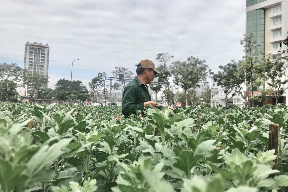 Nỗi niềm người trồng hoa Tết - 2 Nỗi niềm người trồng hoa Tết - 2