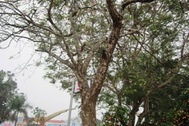 Cây đào đại thụ núi Ngàn Nưa được rao giá 70 triệu đồng