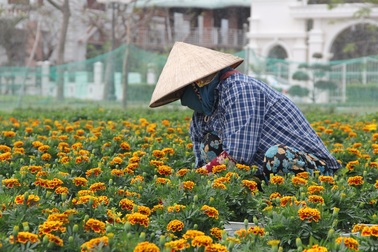 Phú Yên: Người trồng hoa tết như "ngồi trên đống lửa" vì thương lái bỏ cọc