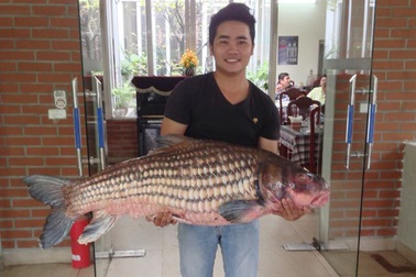 Cá Hô “khủng” quý hiếm từ Tây Nguyên ra Hà Nội