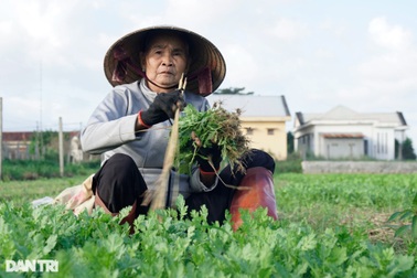 Rau được mùa mất giá, nhà nông "buồn nẫu cả ruột"