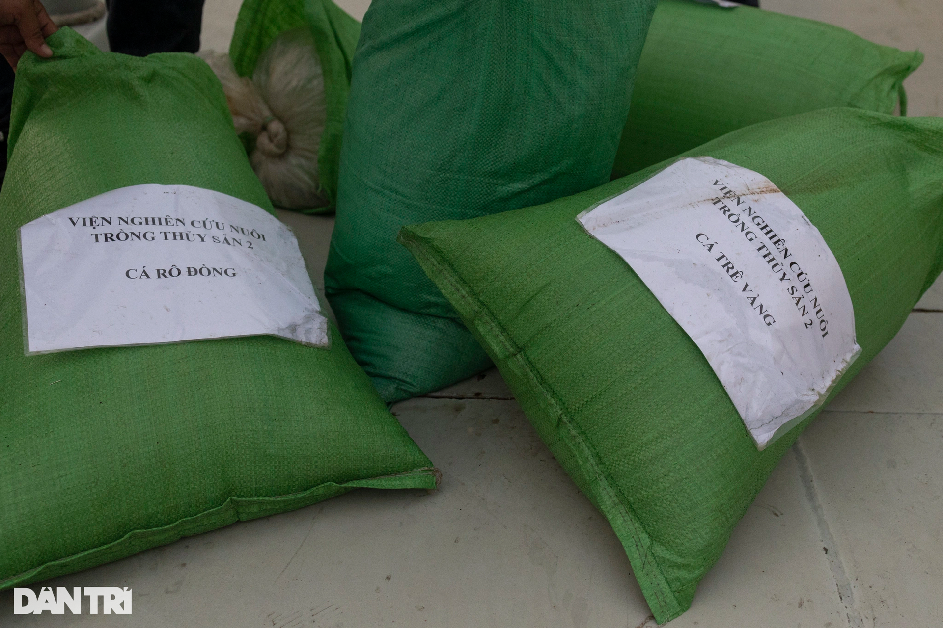 Hàng trăm nghìn cá, tôm, cua được thả xuống sông Sài Gòn - 7 Hàng trăm nghìn cá, tôm, cua được thả xuống sông Sài Gòn - 7