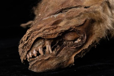 Phát hiện xác ướp chó sói đóng băng 56.000 năm, nguyên vẹn nhất từ trước đến nay