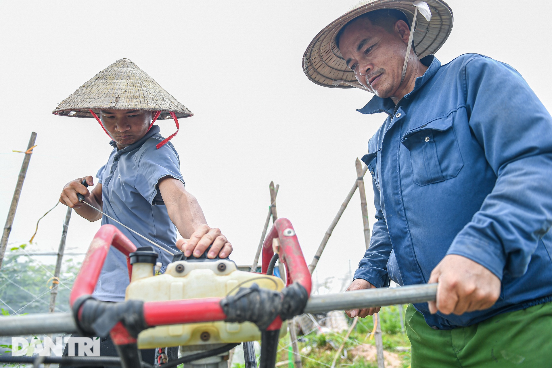 9X Hà Nội cầm 10 triệu đồng, liều lĩnh trồng nho không hạt thu lời tiền tỷ - 3 9X Hà Nội cầm 10 triệu đồng, liều lĩnh trồng nho không hạt thu lời tiền tỷ - 3
