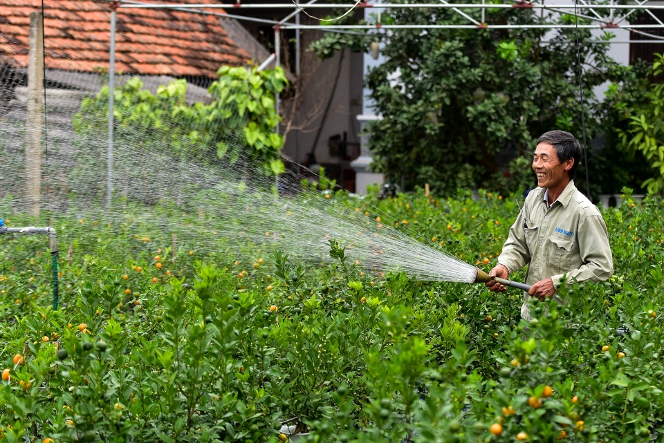 Quất hồ lô hết thời, giảm giá mạnh vẫn vắng khách - 10 Quất hồ lô hết thời, giảm giá mạnh vẫn vắng khách - 10