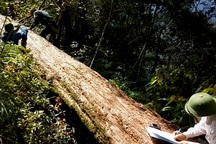 Chặt phá rừng pơ mu, vượt biên lẩn trốn 10 năm vẫn không thoát