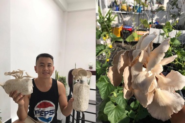 Ở nhà mùa dịch, học ông bố đảm Sài Gòn trồng nấm bào ngư xám năng suất