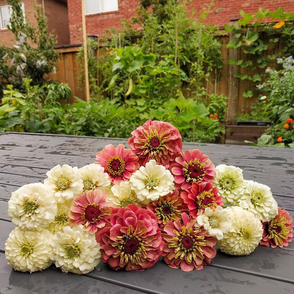 Stress vì công việc, chàng trai lột xác sân thành vườn rau sạch - 8