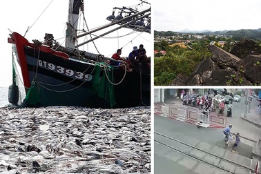 Mẻ cá 100 tấn của ngư dân và cụ bà thoát bánh tàu hỏa trong "tích tắc"