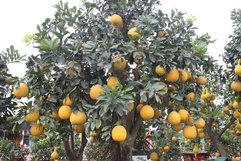 Mê mẩn với cây mai cổ thụ hơn 40 năm tuổi có giá 100 triệu đồng - 9 Mê mẩn với cây mai cổ thụ hơn 40 năm tuổi có giá 100 triệu đồng - 9