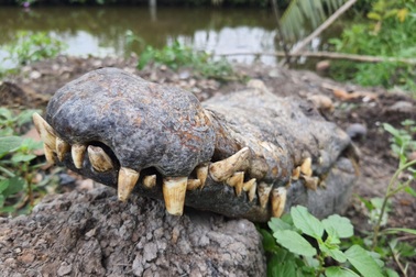 Bất ngờ đối mặt cá sấu, người đàn ông Sài Gòn leo lên cây gọi... ứng cứu