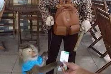 Chú khỉ "láu lỉnh" bán hàng trăm vé số mỗi ngày ở Cần Thơ