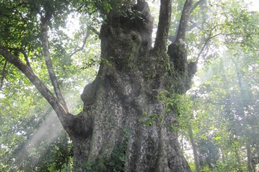 Nỗi niềm ông già giữ 5 cây thị cổ