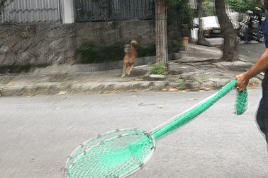 Bắt chó thả rông, chủ nuôi ở TPHCM phản ứng dữ dội