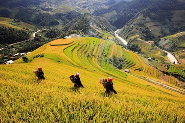 Khám phá mùa vàng Tây Bắc