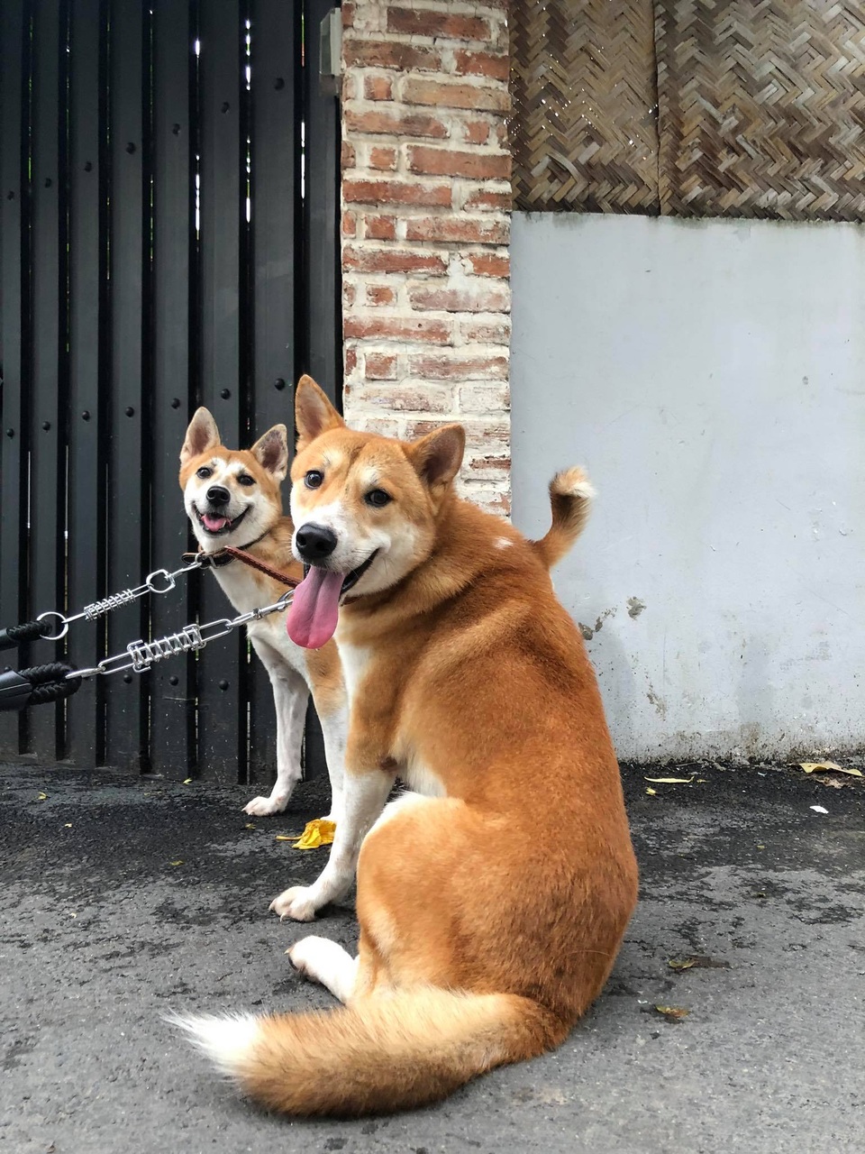 “Tứ đại Quốc khuyển” Việt Nam, muốn mua cũng phải chờ cả năm - 4