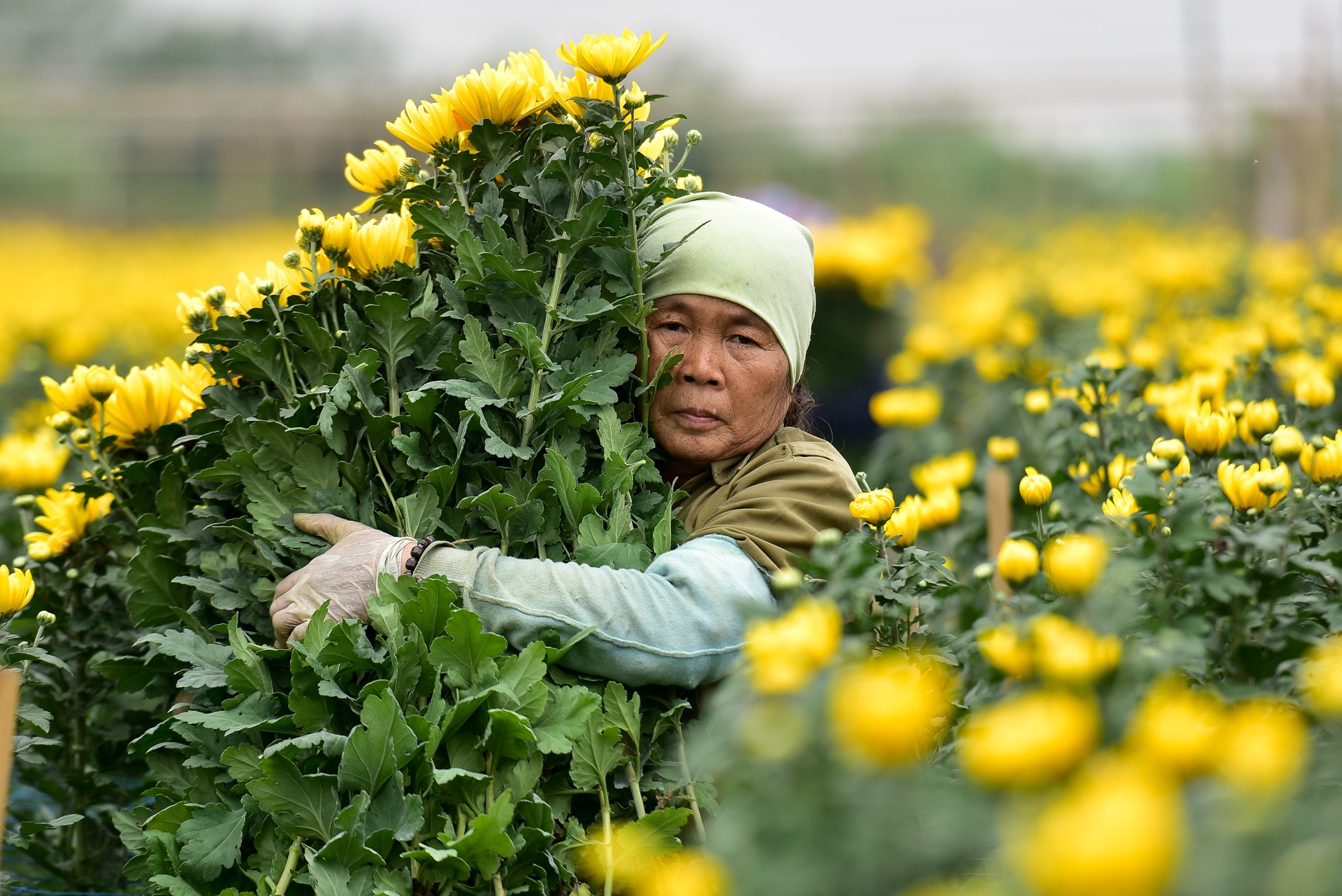 Người dân Tây Tựu rạng rỡ vì trúng vụ hoa cúc Rằm tháng Chạp