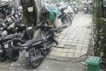 Cây xanh trồi rễ, nguy cơ đổ ở cư xá tại TPHCM